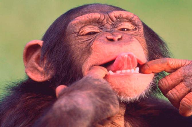 Muere anciano tras ser apedreado ¡por monos!