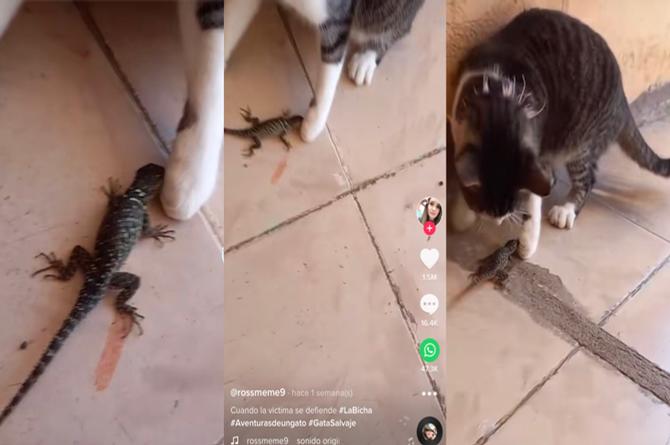 Lagartija gana pelea con gatito, lo más 'viral' en internet (+VIDEO)
