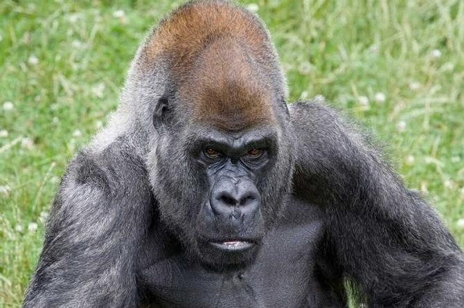 Muere 'Ozzie', el gorila macho más viejo del mundo