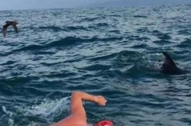 Delfines protegen a nadador para salvarlo de tiburón (+video)