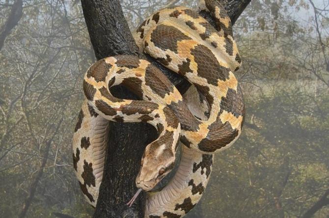 ¡Qué tragona! Hallan caimán de 1.5 metros dentro de una pitón (+video)