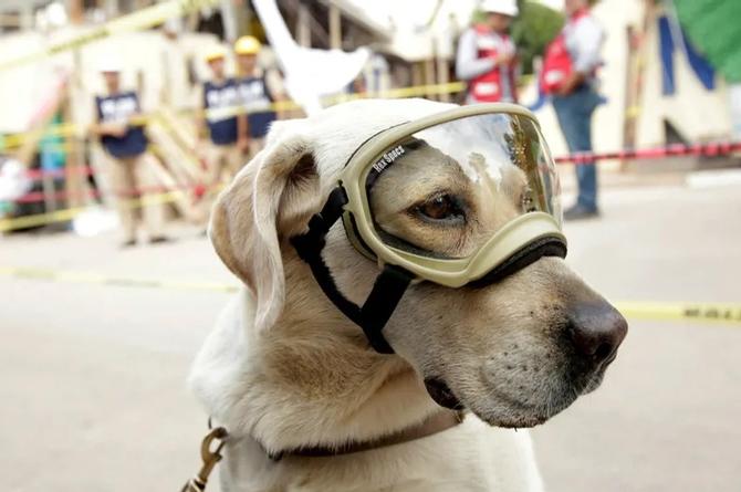 Muere Frida, perrita rescatista de la Marina en sismo del 19-S