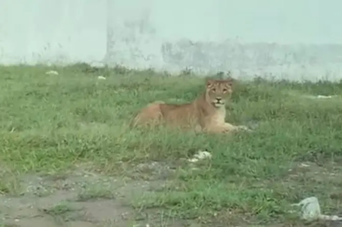 León se escapa y causa pánico en Fraccionamiento de Veracruz (+video)