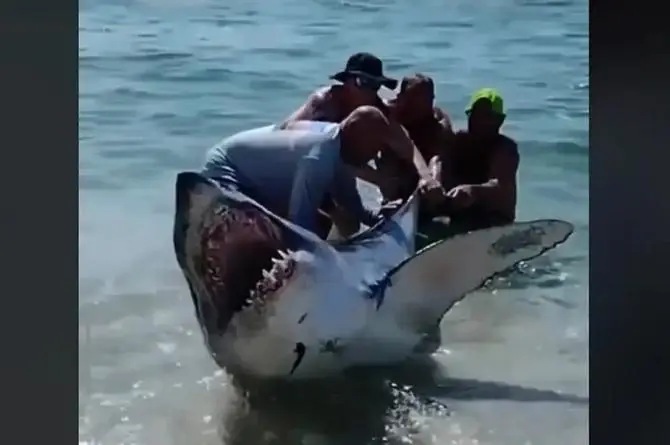 Hombres rescatan a peligroso tiburón varado en la playa (+video)