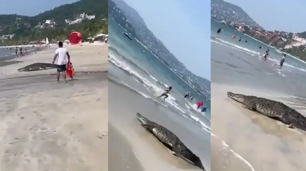 Cocodrilo de más de 2 metros aparece en playa mexicana ( video)  