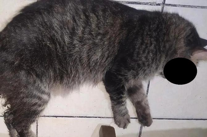 Imagen ¡Indignación! Denuncian presunto abus0 S3xual contra un gatito en colonia de Veracruz (+foto)