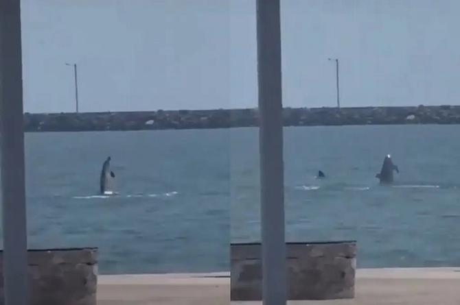 ¡Ay que lindo! Captan delfines en playa de Veracruz (+video)