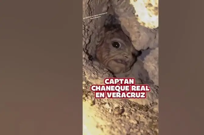 ¡Que miedo! Captan chaneque en Veracruz (+video)