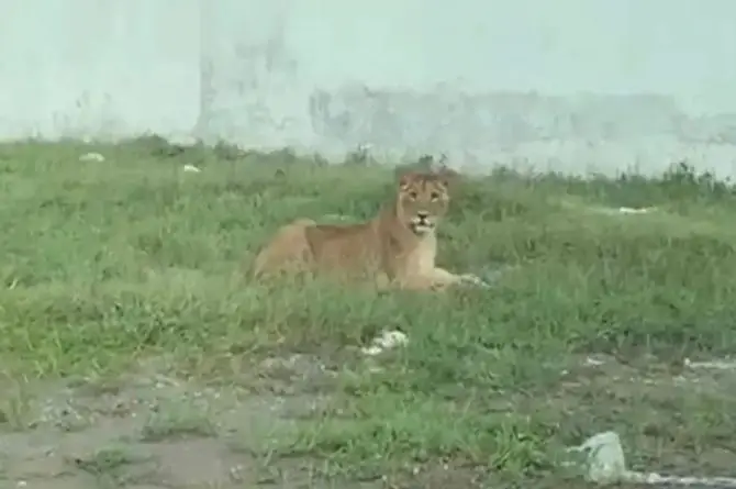 ¡Aviso! Un león anda suelto en la Riviera Veracruzana 