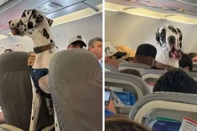 Sorprende enorme perro sentado en vuelo de CDMX a Puerto Vallarta (+video)