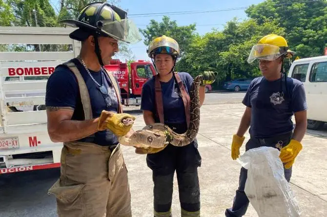 Capturan serpiente de 2 metros en Veracruz ¡Se estaba comiendo un gato! (+fotos)