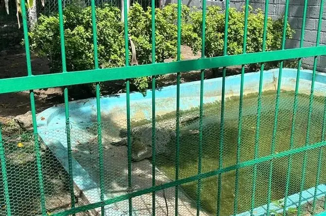 ¡El colmo! Roban cocodrilo del zoológico de Veracruz