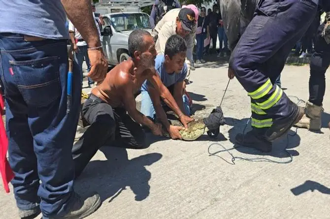 Encuentran tremendo cocodrilo en Lagos de Puente Moreno