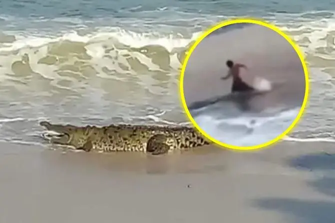 Turista casi se convierte en alimento de cocodrilo en plena playa (+video)