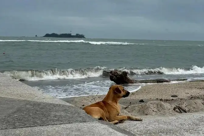 Perrito conmueve a Veracruz ¡Está solito en la Playa Martí! (+video)