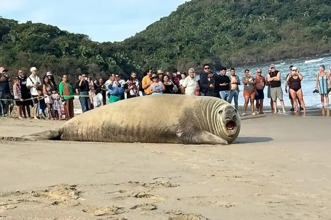 ¡Impresionanti! Enorme elefante marino sorprende a turistas en la playa (+video)