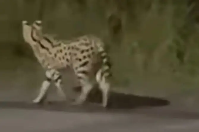 Reportan escape de felino en zona de la Riviera Veracruzana (+Video)