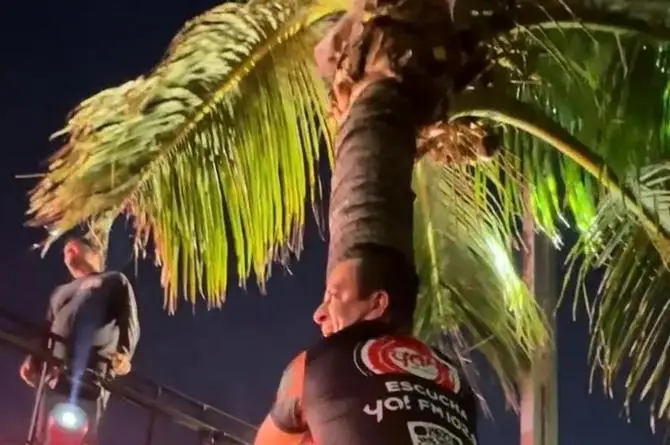 Se sube a una palmera para conseguir el saludo de Aaron Mercury, en el Carnaval de Veracruz (+video)