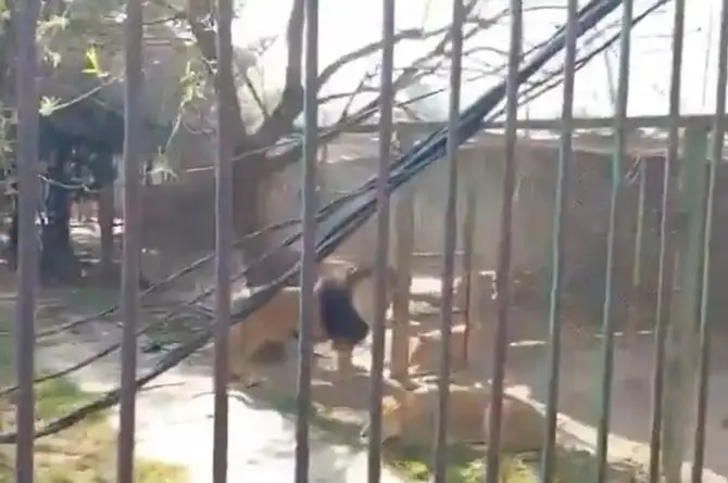 ¡Se puso hasta el queque y soltó a los leones! Luego se enjauló para que no lo hicieran picadillo