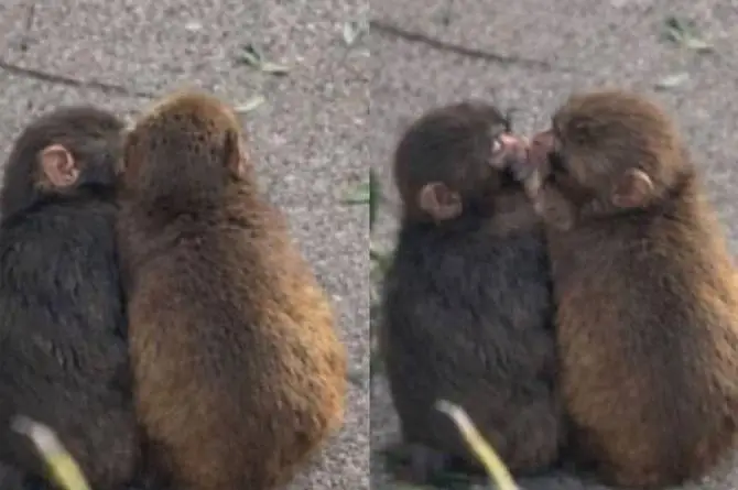 ¡Punch el monito encontró a su media naranja!