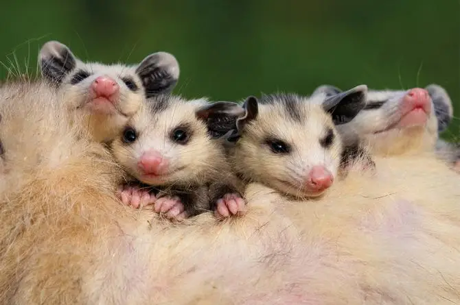 Tlacuaches: checa qué debes de hacer si te encuentras uno en tu casa en Veracruz