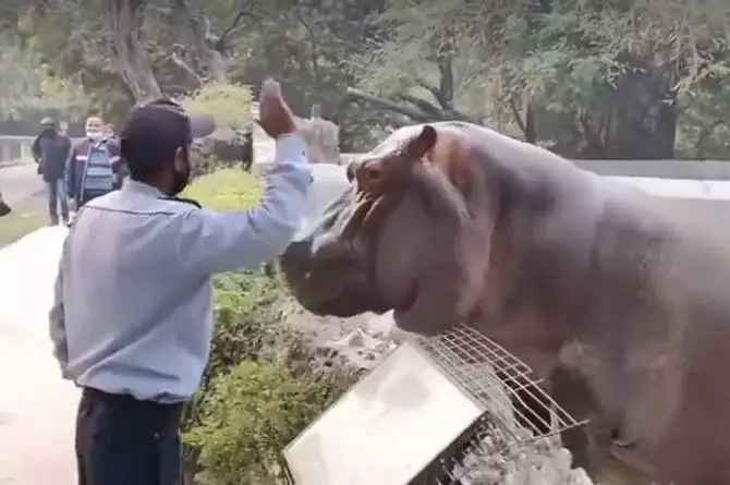 ¡De no creerse! Guardia detiene a un hipopótamo 