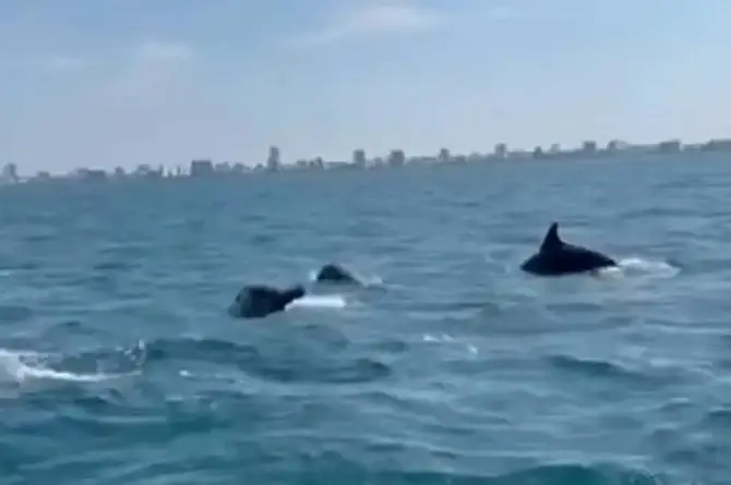 ¡Que lindo! Captan delfines frente a las costas del puerto de Veracruz (+video)