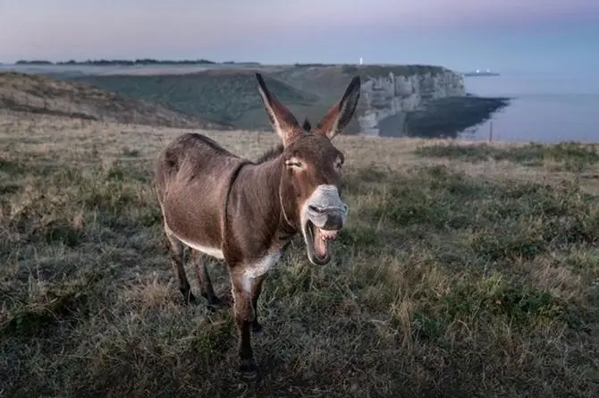 ¡Burro 